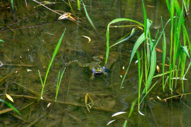 Göldeki yenilebilir kurbağa.