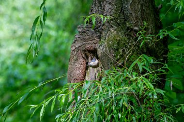 Avrasyalı tımarhane ağaçta tünemişti.
