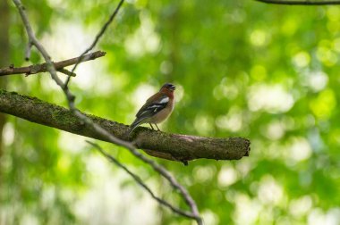 Dala tünemiş Avrasyalı ispinozu