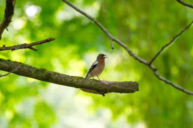 Dala tünemiş Avrasyalı ispinozu