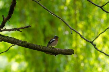 Avrasya papatyası yeşil arka plandaki ağaç dalına tünemiş.