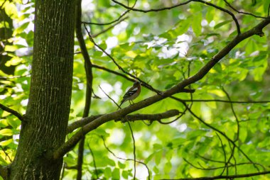 Dala tünemiş Avrasyalı ispinozu