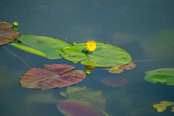Su zambağı sarısı gölette