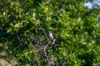 Kırmızı sırtlı örümcekkuşu bir ağaç dalına tünedi. 