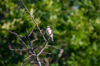 Kırmızı sırtlı örümcekkuşu bir ağaç dalına tünedi. 
