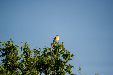 Kırmızı sırtlı örümcekkuşu mavi gökyüzüne karşı bir ağaç dalına tünemişti.