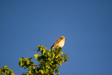 Kırmızı sırtlı örümcekkuşu mavi gökyüzüne karşı bir ağaç dalına tünemişti.