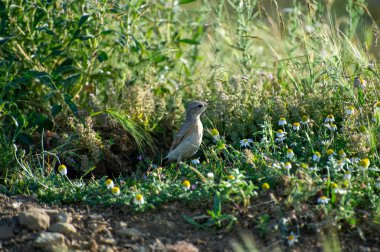 Çimenlikteki Kuzey Teknisyeni