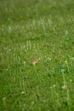 Avrupa yer sincabı yeşil çimlerde yemek yiyor