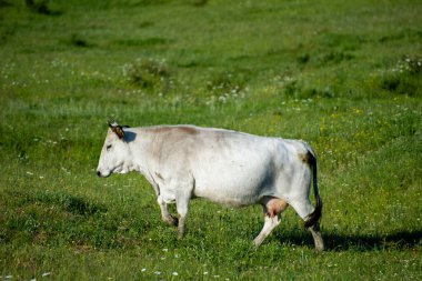 Bulgaristan 'da bir çayırda otlayan beyaz inek
