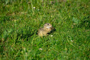 Avrupa yer sincabı yeşil çimlerde yemek yiyor