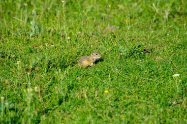 Avrupa yer sincabı yeşil çimlerde yemek yiyor