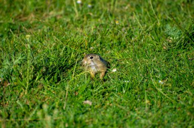 Avrupa yer sincabı yeşil çimlerde yemek yiyor