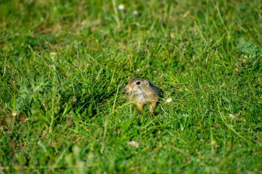 Avrupa yer sincabı yeşil çimlerde yemek yiyor