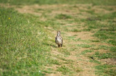 Gras 'daki ökse ardıcı.
