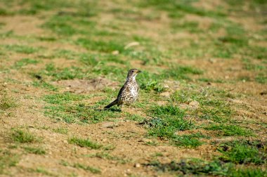 Gras 'daki ökse ardıcı.