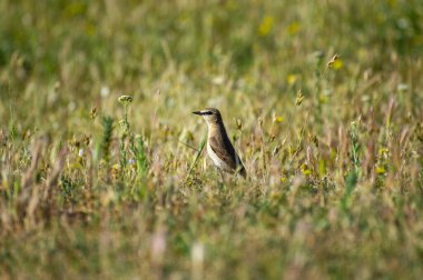 Çimenlikteki Kuzey Teknisyeni