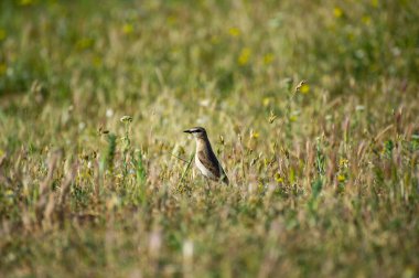 Çimenlikteki Kuzey Teknisyeni