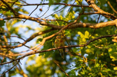 Sarı çekiç dalın üzerine tünedi.