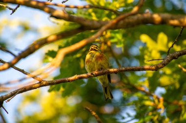 Sarı çekiç dalın üzerine tünedi.