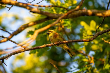 Sarı çekiç dalın üzerine tünedi.