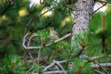 bir çam ağacının dalına tünemiş odunlar.