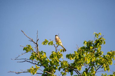 Kırmızı sırtlı örümcekkuşu bir ağaç dalına tünedi. 