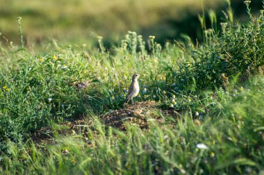 Çimlerin arasındaki kuzey bisikletçisi.