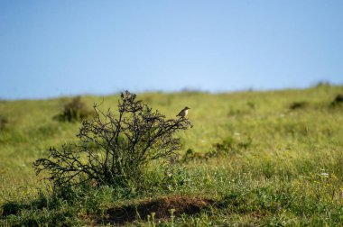 Çalılıklardaki kuzey bisikletçisi