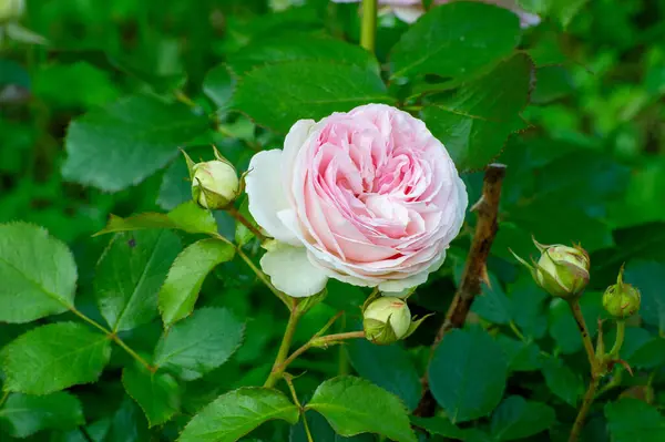 Yeşil yapraklı pembe gül