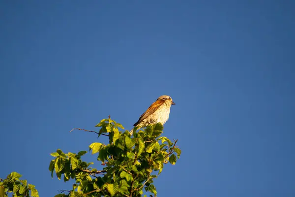 Kırmızı sırtlı örümcekkuşu mavi gökyüzüne karşı bir ağaç dalına tünemişti.