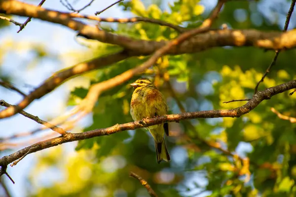 Sarı çekiç dalın üzerine tünedi.