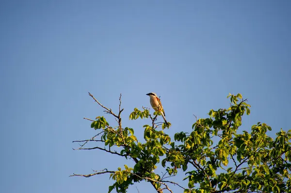 Kırmızı sırtlı örümcekkuşu bir ağaca tünedi.