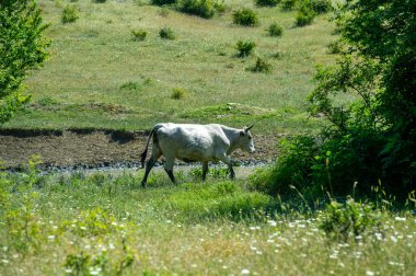 Çayırda beyaz bir inek