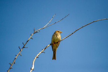 Mısırlar mavi gökyüzüne karşı bir dala tünemişti.