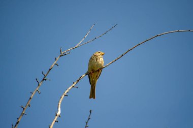 Bir dala konmuş mısırlar. 