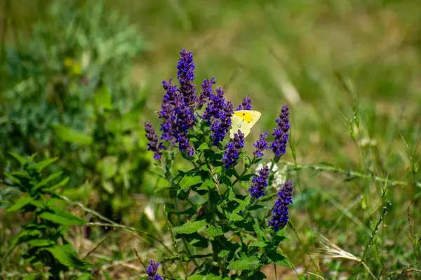 Mor savlia çiçeklerinin üzerine tünemiş bir kelebek.