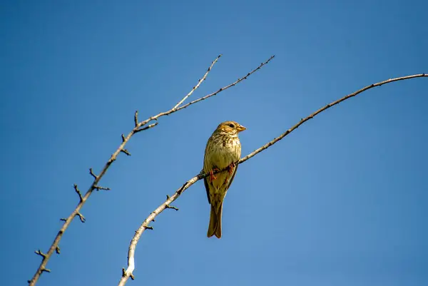 Mısırlar mavi gökyüzüne karşı bir dala tünemişti.