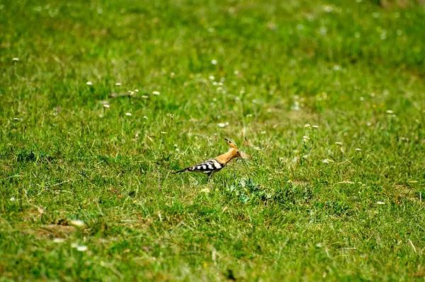 Avrasya Hupoe 'su çimlerde