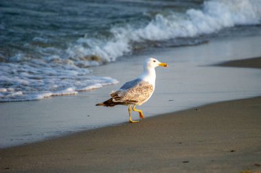 Sahilde yürüyen martı.