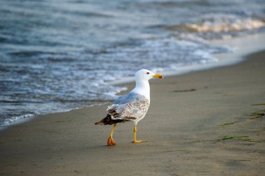 Sahilde yürüyen martı.