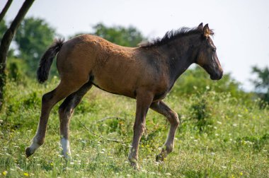 kahverengi bir at çayırda