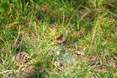 Çayır kelebeği çimlerde kahverengidir