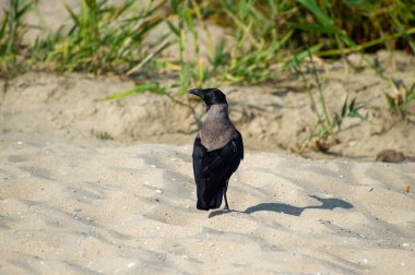 Kumdaki kukuletalı karga