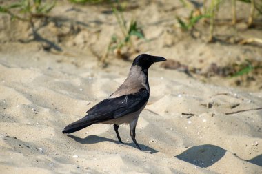 Kumdaki kukuletalı karga