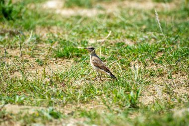 Çimenlikteki Kuzey Teknisyeni