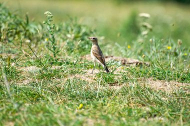 Çimenlikteki Kuzey Teknisyeni