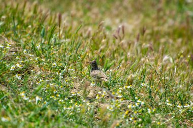 Çimenlerdeki tarlakuşu