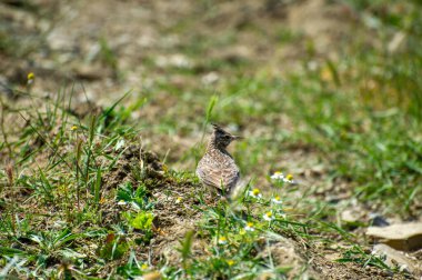 Çimenlerdeki tarlakuşu