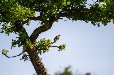 mısır gevreği dalda ağaca doğru uçuyor.